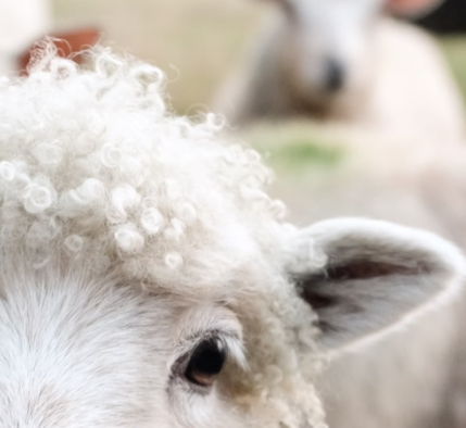Production bovine - VIVACO