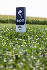 Maizex - VIVACO