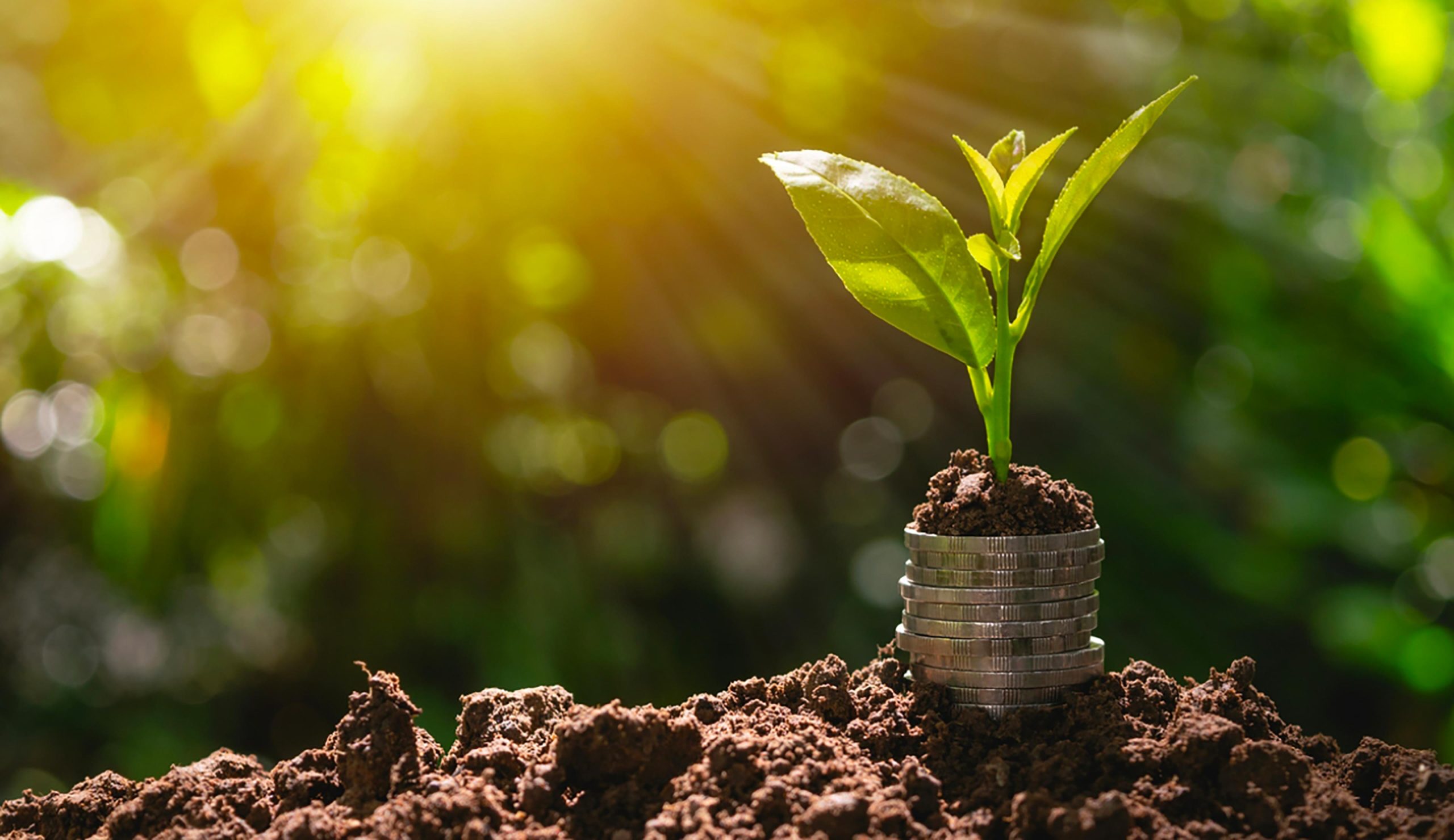 Services agroenvironnement technico-économique et géomatique (SATEG) - VIVACO