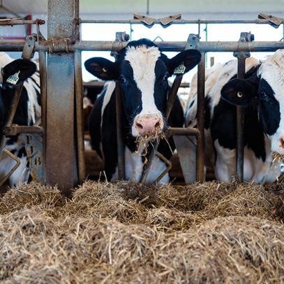 Le coût élevé du lait non produit