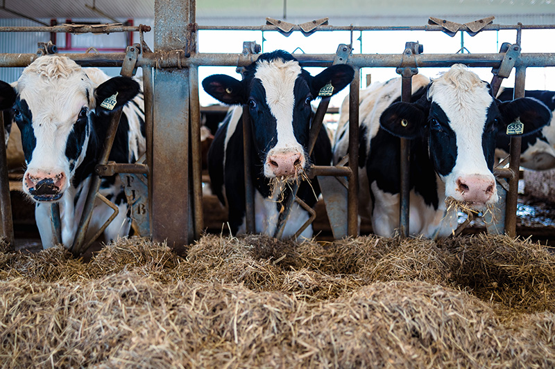 Le coût élevé du lait non produit