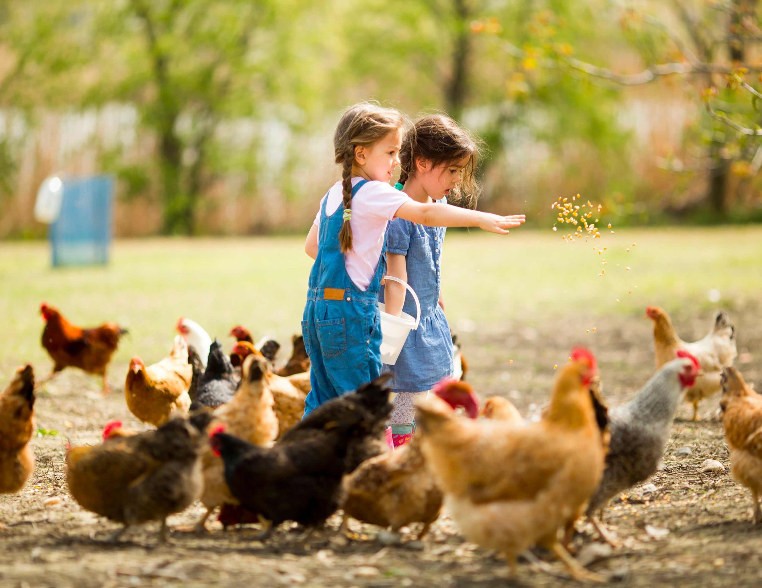 Poules - VIVACO