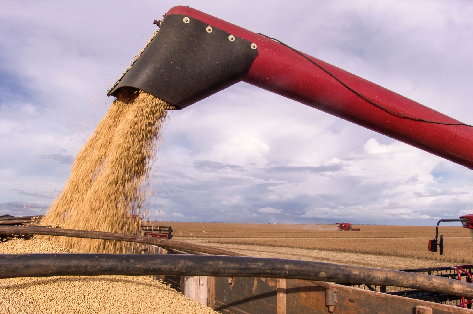 Grains - VIVACO