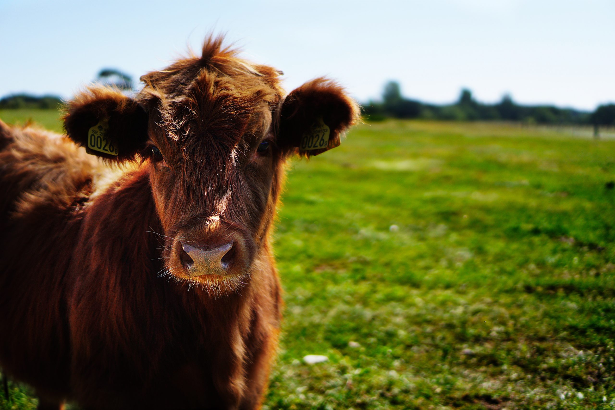 Production bovine - VIVACO