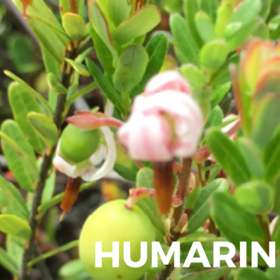 Engrais canneberge avec biostimulant – Sollio Vivaco