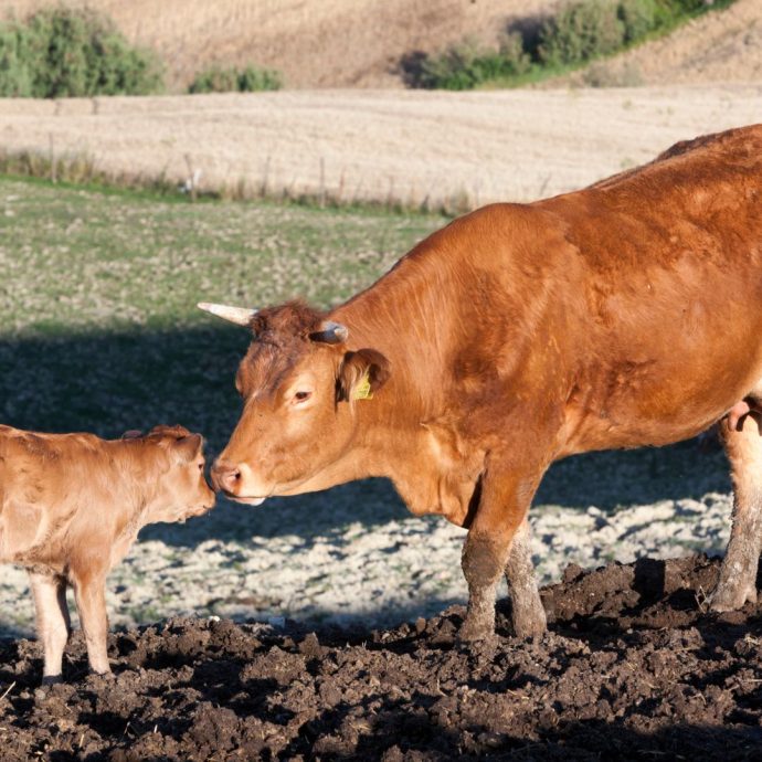 Production bovine - VIVACO