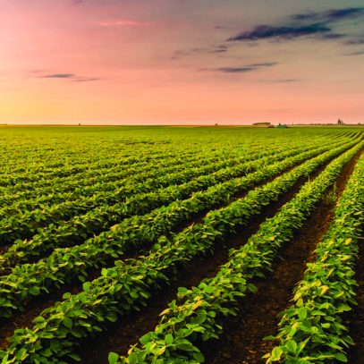 Nouvelle réglementation pour les semences enrobées de pesticides