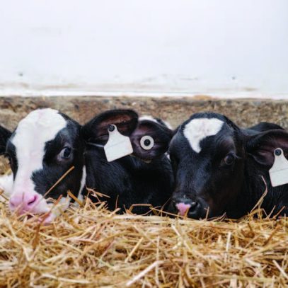 Les lactoremplaceurs : mieux que le lait de vache pour les veaux?