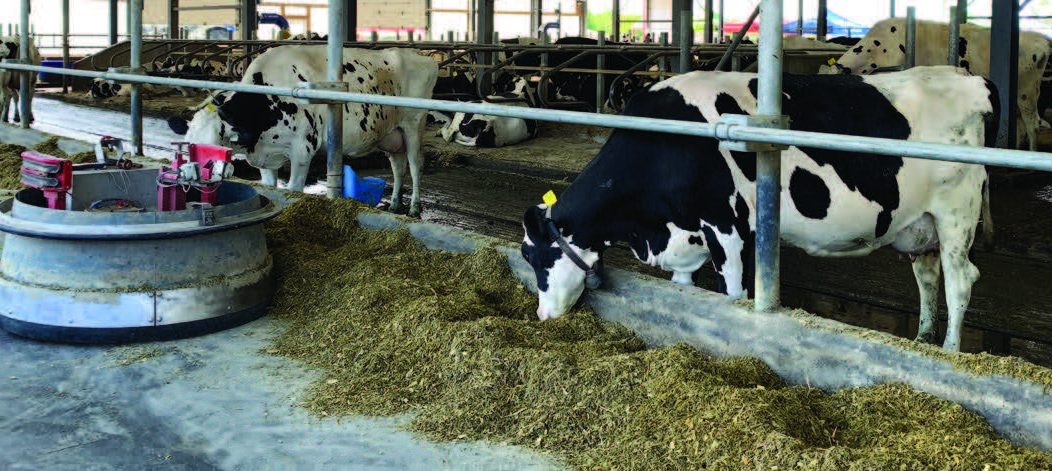 Stress thermique et lait d’automne en été : Un beau défi !