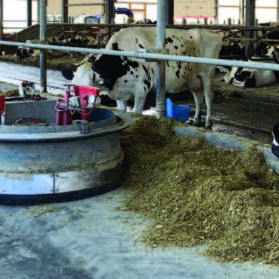 Stress thermique et lait d’automne en été : Un beau défi !